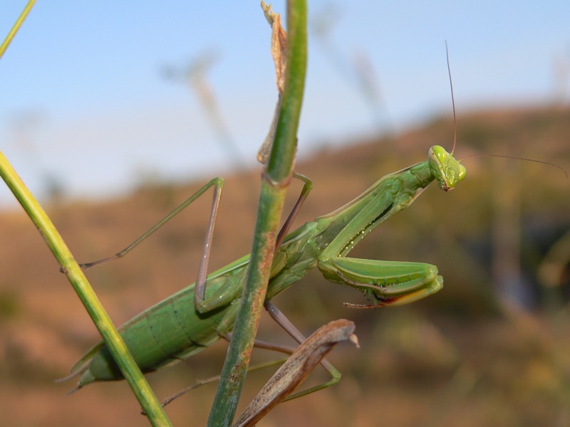 Mantidi sicane